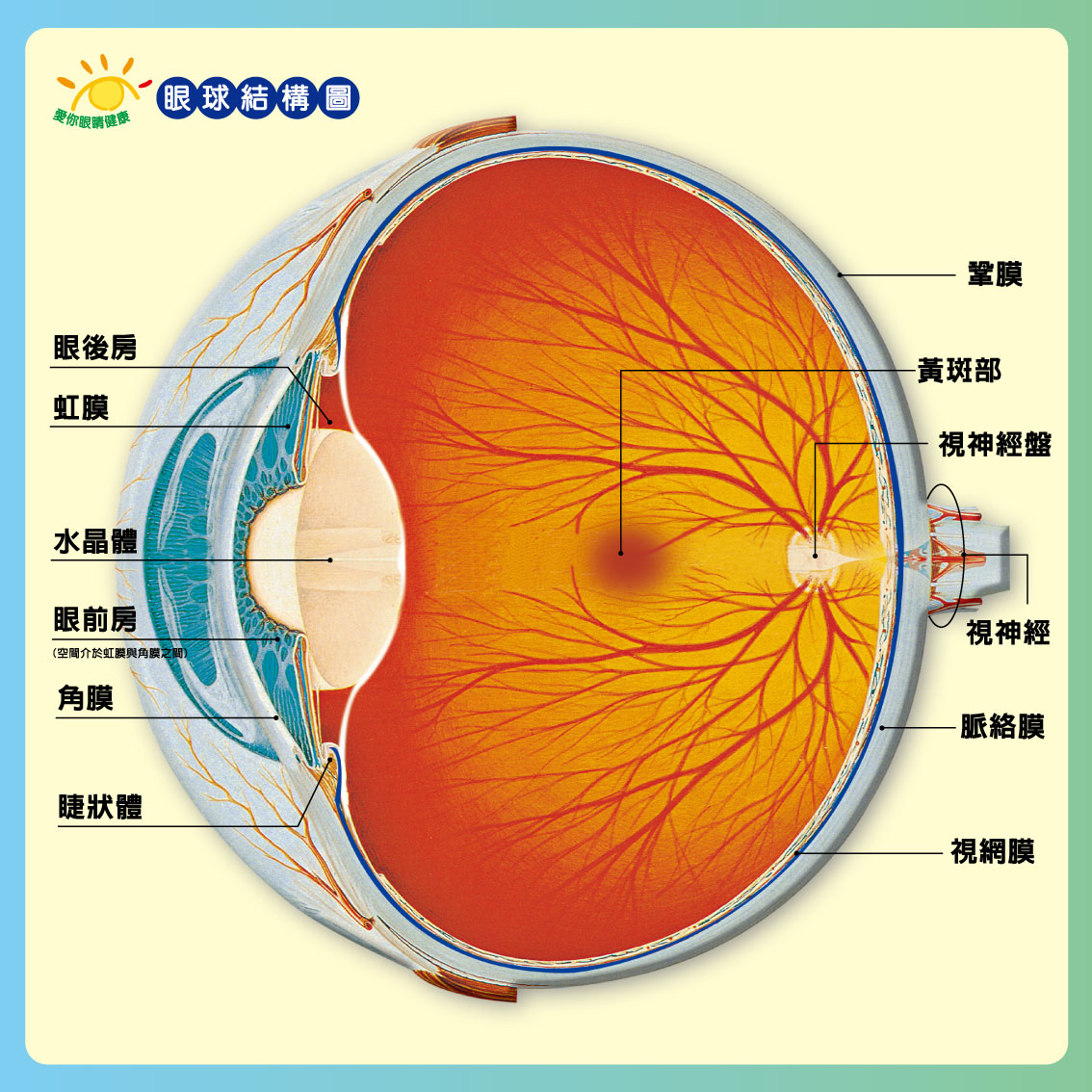 角膜与结膜的位置图