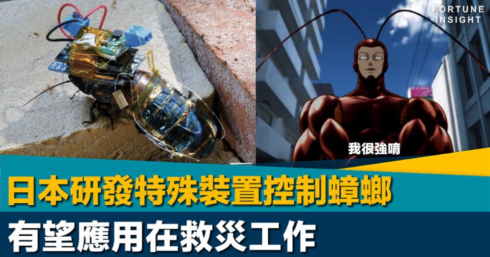 日本研發特殊裝置控制蟑螂 有望應用在救災工作